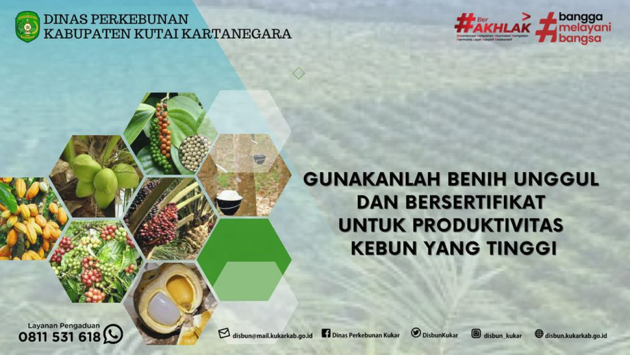 Pentingnya Penyediaan Benih Tanaman Perkebunan Bermutu Dalam Mendukung Peningkatan Produktivitas