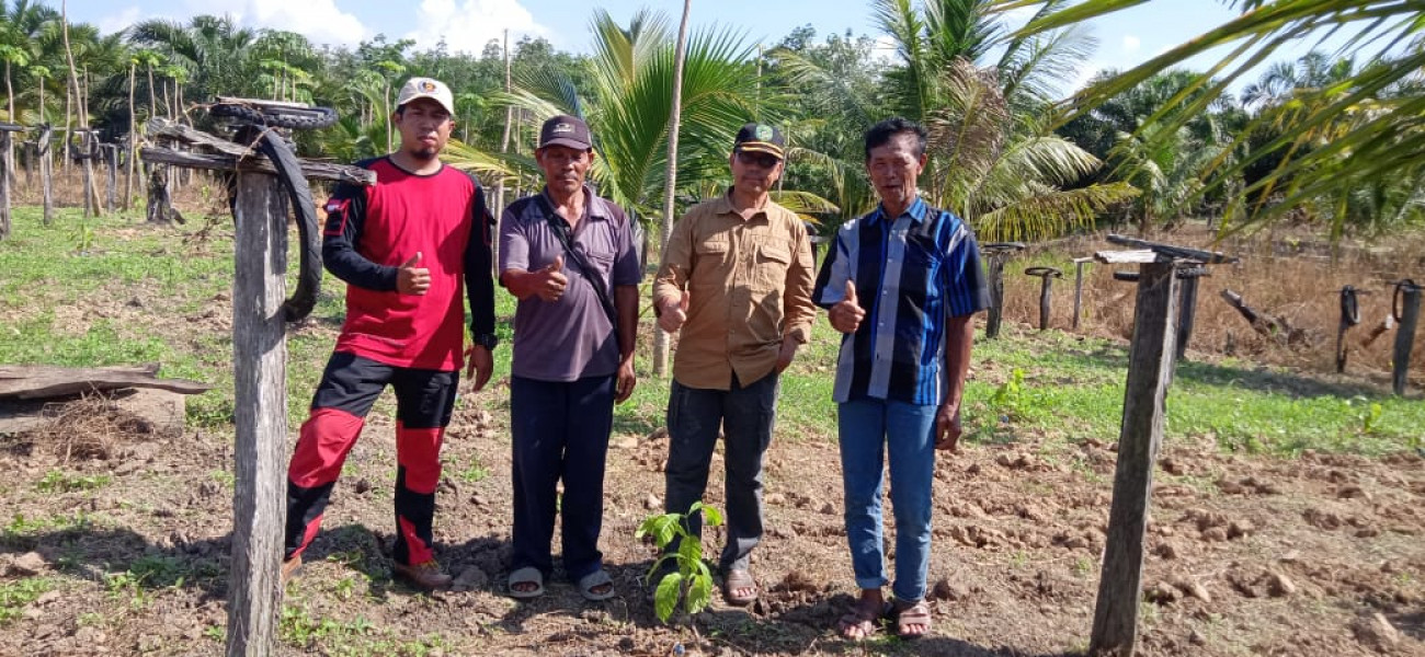 Bantuan bibit kopi robusta kepada poktan Harapan Makmur Desa Cipari Makmur Kec. Muara Kaman