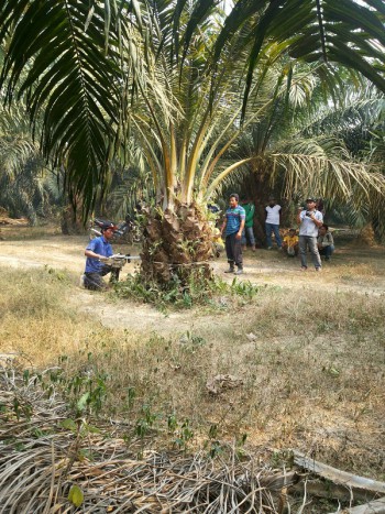 Kegiatan Pemusnahan Tanaman Kelapa Sawit Yang Berasal dari Bibit Palsu