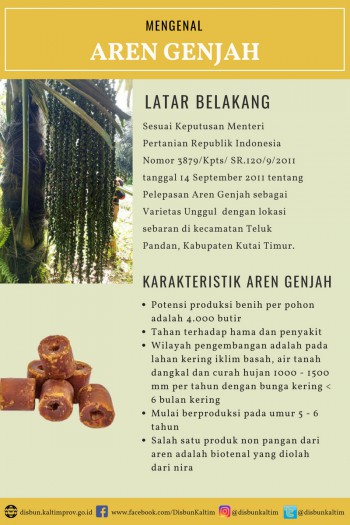 Mengenal Varietas Unggul Nasional asal Kalimantan Timur : AREN GENJAH